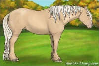 Horse Color:Gold Cream Champagne