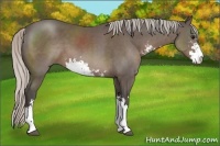 Horse Color:Silver Black Sabino 