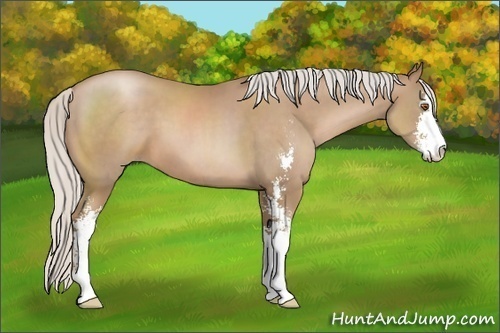 Horse Color:Silver Black Pearl Sabino 