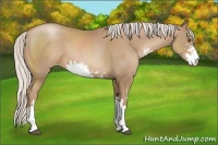 Horse Color:Silver Black Pearl Sabino 
