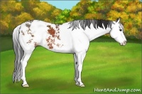 Horse Color:Bay Sabino Splash 