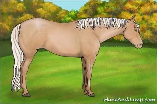 Horse Color:Silver Bay Pearl Sabino