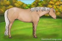 Horse Color:Silver Bay Pearl Sabino 
