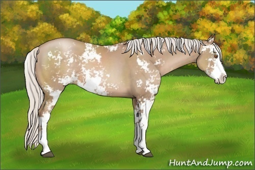 Horse Color:Silver Black Pearl Sabino 