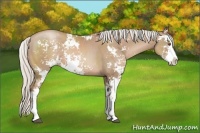 Horse Color:Silver Black Pearl Sabino