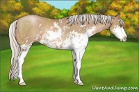 Horse Color:Silver Black Pearl Sabino 