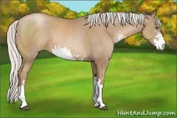 Horse Color:Silver Black Pearl Sabino 