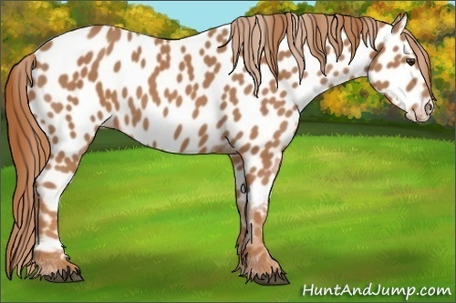 Horse Color:Chestnut Frame Appaloosa 