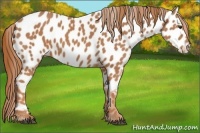 Horse Color:Chestnut Frame Appaloosa 