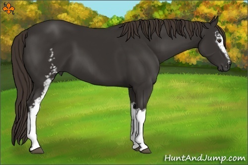 Horse Color:White Spotted Liver Chestnut Sabino 