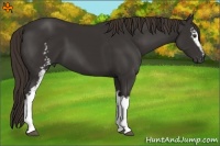 Horse Color:White Spotted Liver Chestnut Sabino 