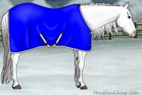 Horse Color:Buckskin Appaloosa 