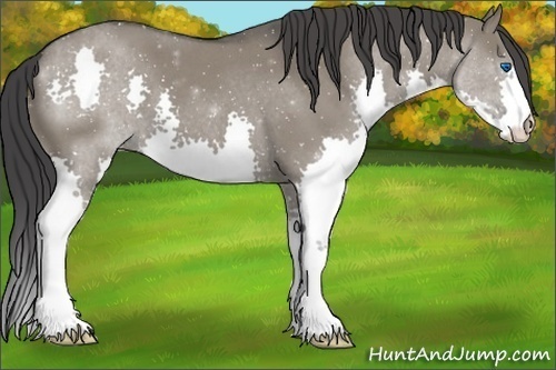 Horse Color:Grullo Roan Splash 