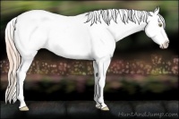 Horse Color:Gold Champagne Appaloosa 