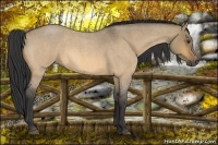 Horse Color:Buckskin Roan Dun 