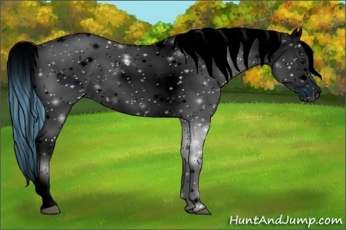 Horse Color:ERROR: UNKNOWN ANOMALY