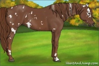 Horse Color:White Spotted Chestnut 