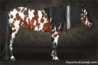 Horse Color:White Spotted Brown Appaloosa 