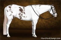 Horse Color:Liver Chestnut Sabino