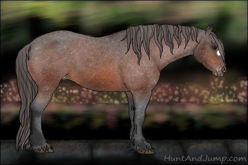 Horse Color:Bay Appaloosa