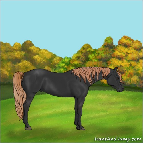 Horse Color:Liver Chestnut 