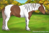 Horse Color:Chestnut Tobiano