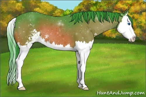 Horse Color:Watercolor Bay Sabino Splash