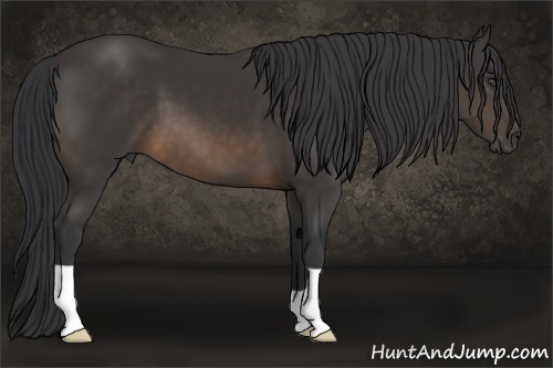 Horse Color:Buckskin 