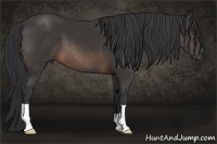 Horse Color:Buckskin 