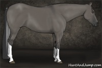 Horse Color:Grullo Tobiano Rabicano