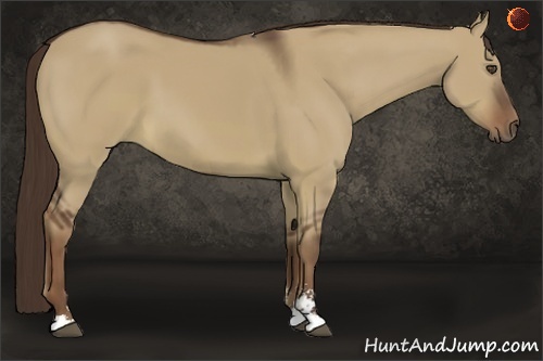 Horse Color:Liver Red Dun Sabino 