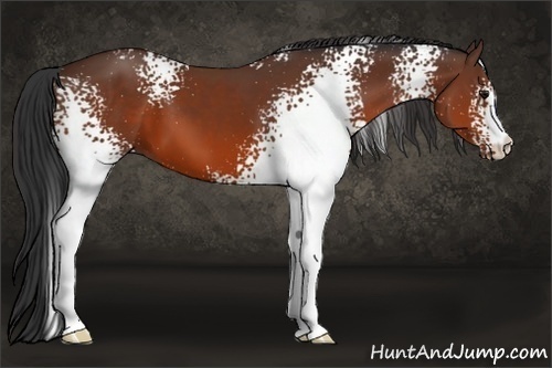 Horse Color:White Spotted Bay 