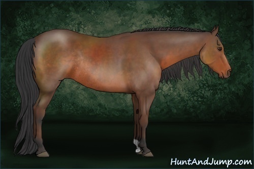 Horse Color:Bay Sabino Rabicano