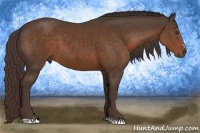 Horse Color:Liver Chestnut Sabino 