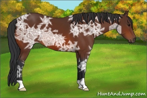 Horse Color:Bay Ice 