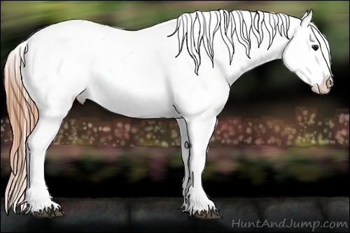 Horse Color:Buckskin Blanket