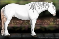 Horse Color:Buckskin Blanket