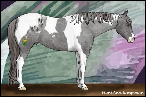 Horse Color:Liver Chestnut Sabino Tobiano Appaloosa 