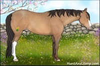 Horse Color:Amber Champagne 