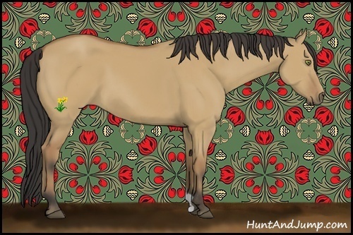 Horse Color:Buckskin Dun 