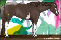 Horse Color:White Spotted Liver Chestnut Rabicano 