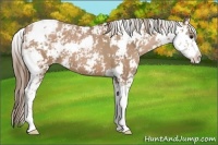 Horse Color:Black Pearl Sabino