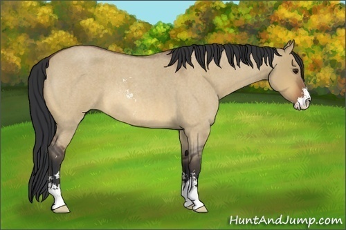 Horse Color:Bay Roan Dun Sabino