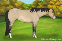 Horse Color:Bay Roan Dun Sabino 