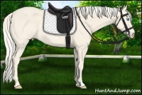 Horse Color:Cremello 