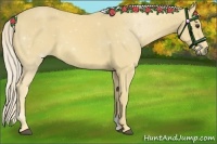 Horse Color:Palomino