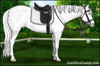 Horse Color:Cremello Varnish