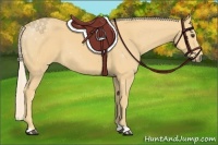 Horse Color:Palomino 