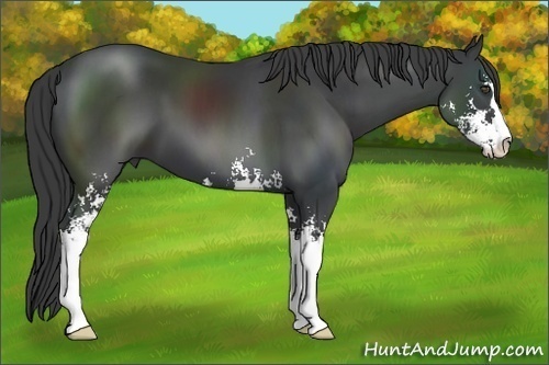 Horse Color:Black Sabino