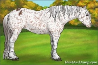 Horse Color:Brown Appaloosa Rabicano